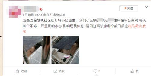 爆料养鸡套路视频播放下载,视频播放下载背后的真相曝光